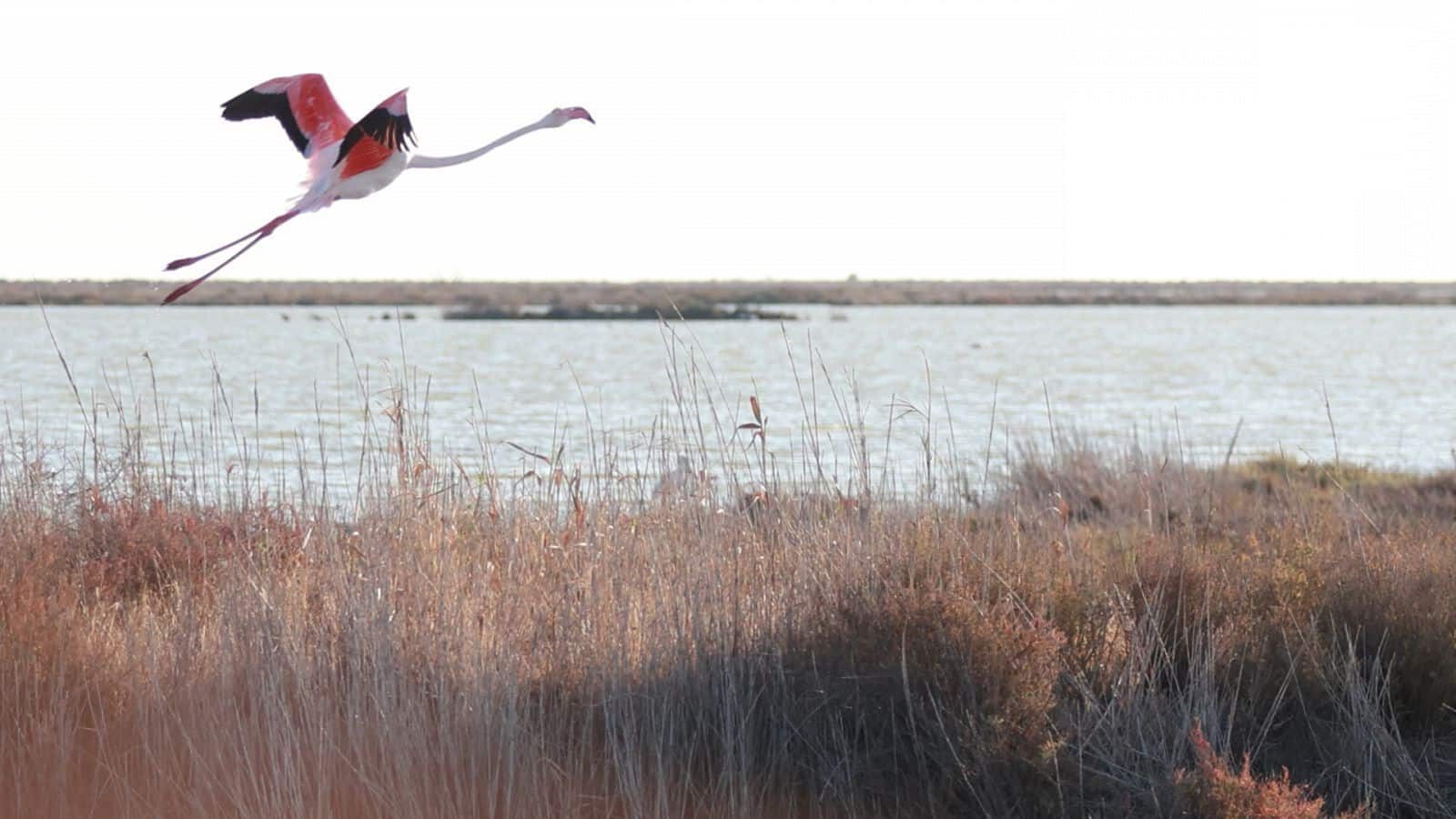 masa agua subterránea La Rocina