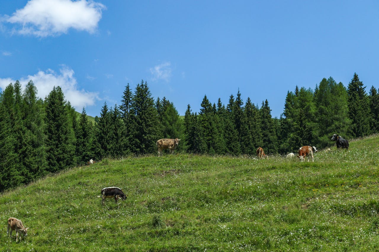 falta pastoreo incendia bosques