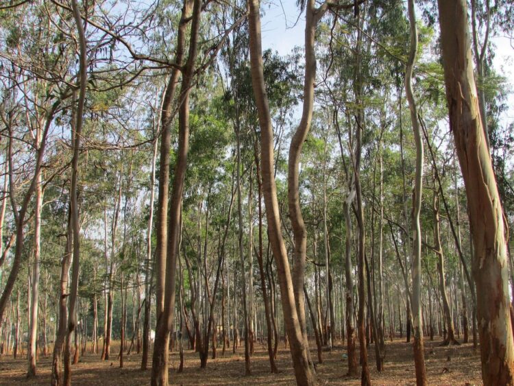 gestión privada bosques mala idea provoca megaincendios