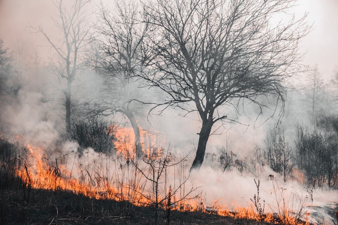 cambio climático arrasa bosques España