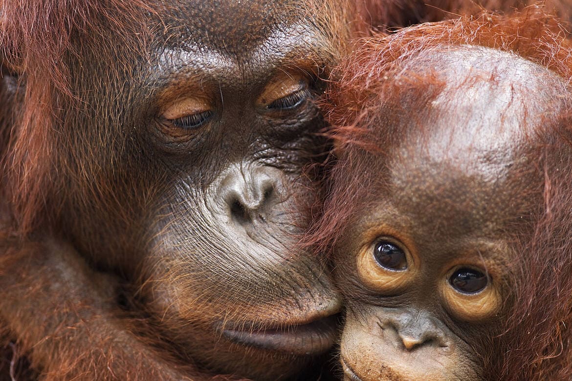 población orangutanes reducido últimos 100 años deforestación