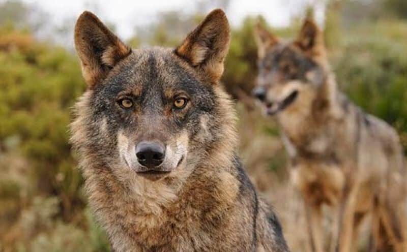 recuperación conservación lobo histórico éxito desmantelada