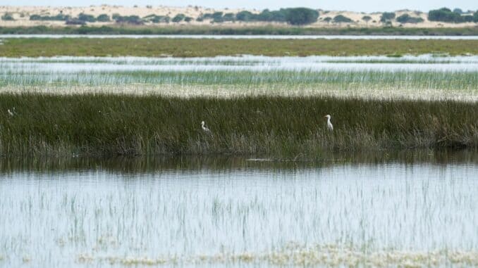 obras restauración ecológica e hidrológica finca ‘Los Mimbrales Doñana’