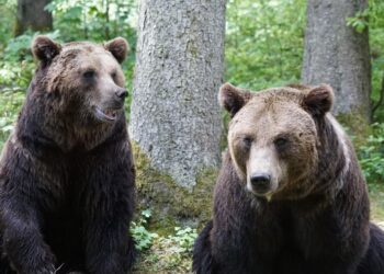 áreas protegidas interconectadas viable protección conservación biodiversidad