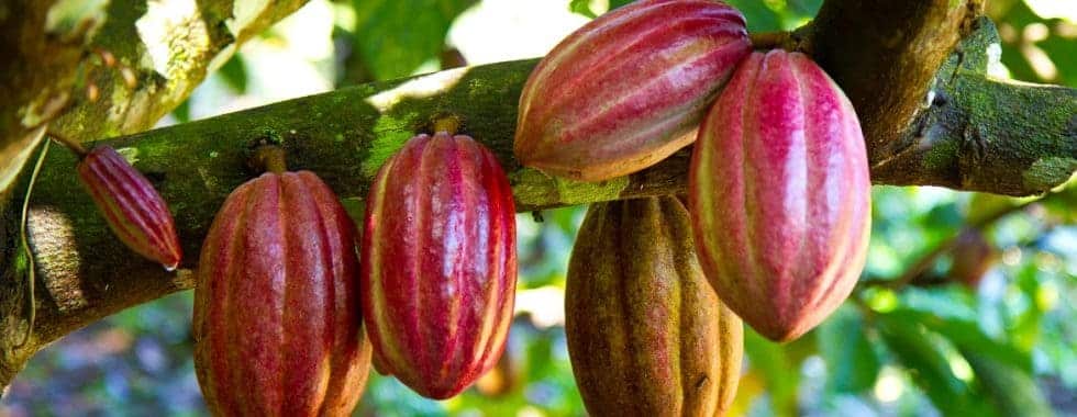 dudas suscita cultivo cacao impulsor deforestación ser sostenible