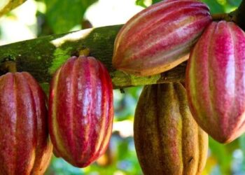 dudas suscita cultivo cacao impulsor deforestación ser sostenible