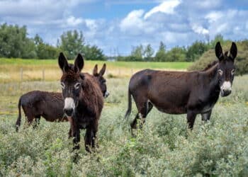 burros españoles controlan arbusto espinoso Róterdam