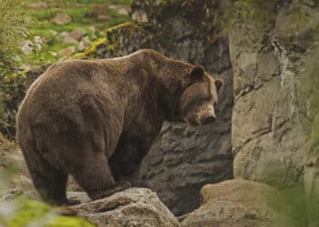 incendios forestales ‘acorralan’ oso pardo Cantábrico