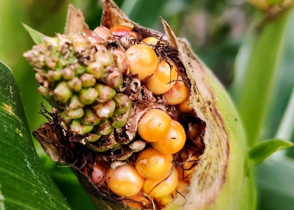 maíz México crisis altas temperaturas cambio climático