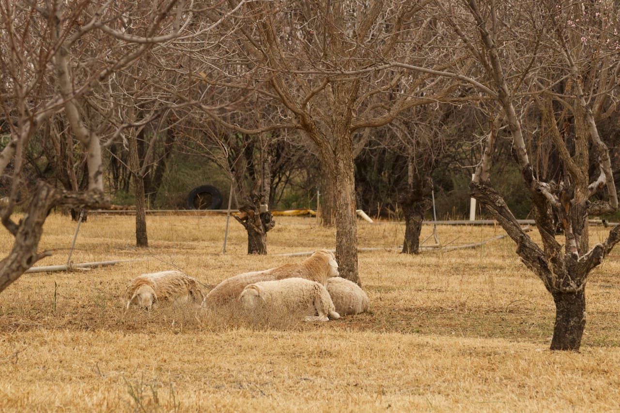 protocolos rescate animal incendio forestales