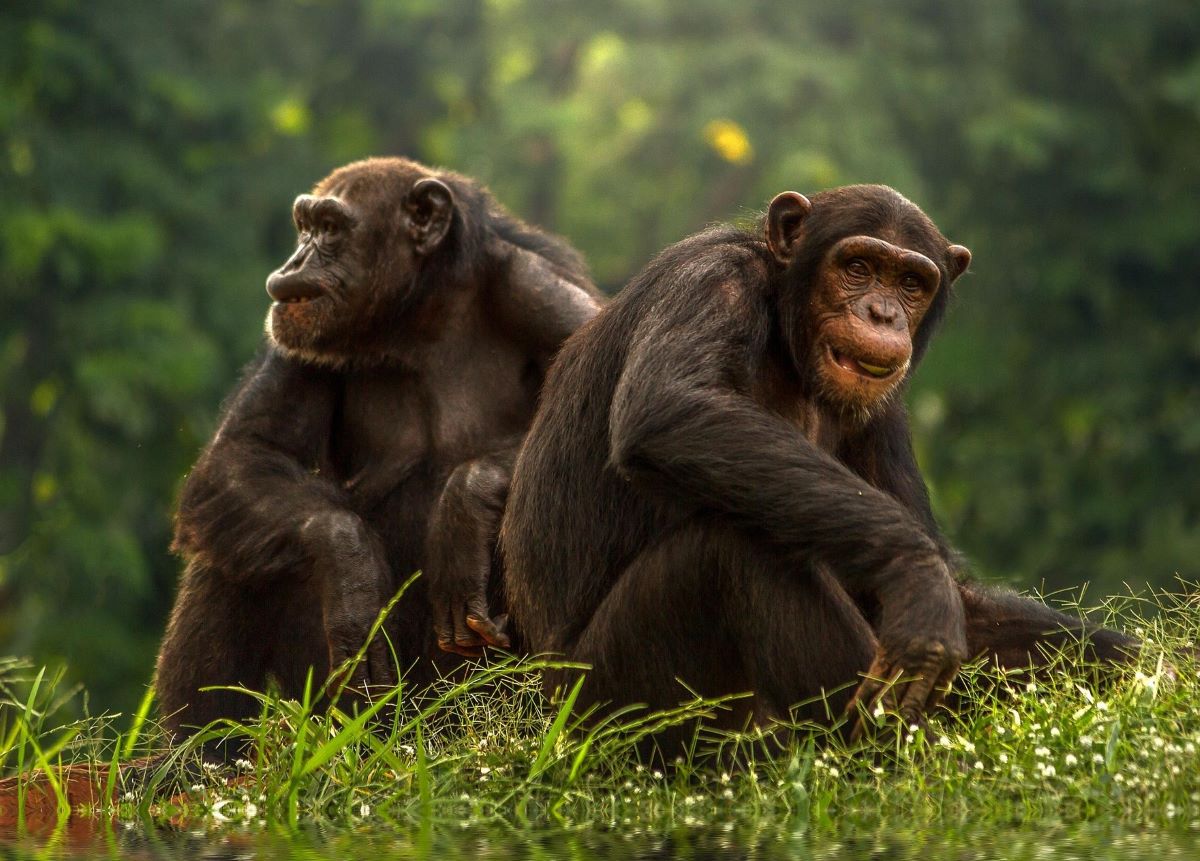 simios caras sonidos humanos