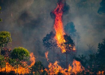 incendios forestales NO comunicados por CCAA también recibirán ‘ayudas’