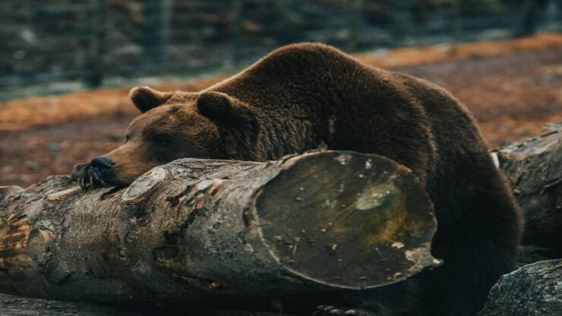 Los ‘secretos’ de los animales que hibernan para sobrevivir al frío extremo podrían estar latentes en los humanos, se abren posibilidades terapéuticas para el alzhéimer
