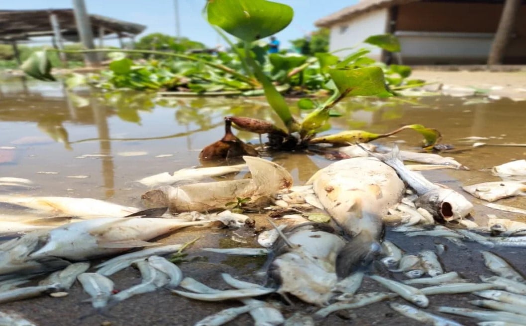 México muerte masiva peces Laguna Tres Palos