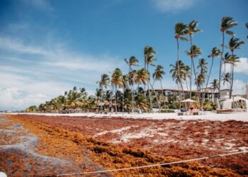 México Quintana Roo Centro Monitoreo Ambiental Sargazo Caribe