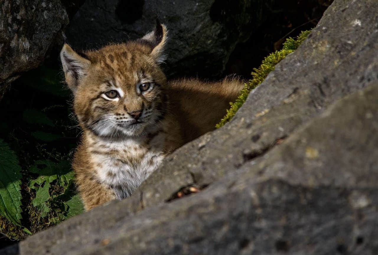 Monfragüe cuatro cachorros lince ibérico madre adoptiva