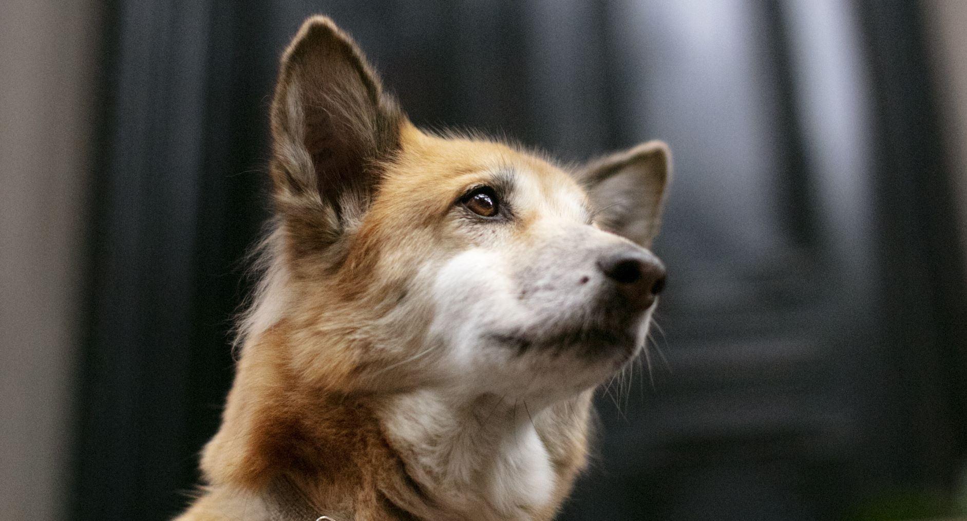 Mueren perros inanición Azuaga abandonados