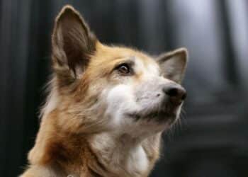 Mueren perros inanición Azuaga abandonados