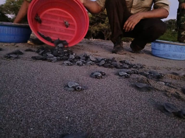 Nicaragua liberan costas del Pacífico tortugas paslama