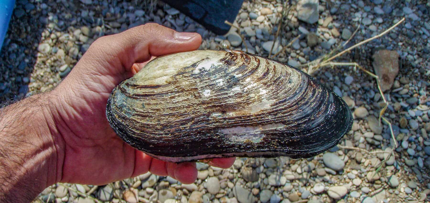 río Ebro encuentran cuatro ejemplares ‘Margaritona’ bivalvo peligro extinción