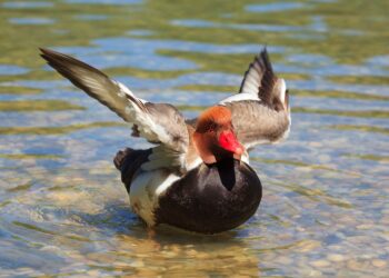 Tablas Daimiel censo aves bate récords