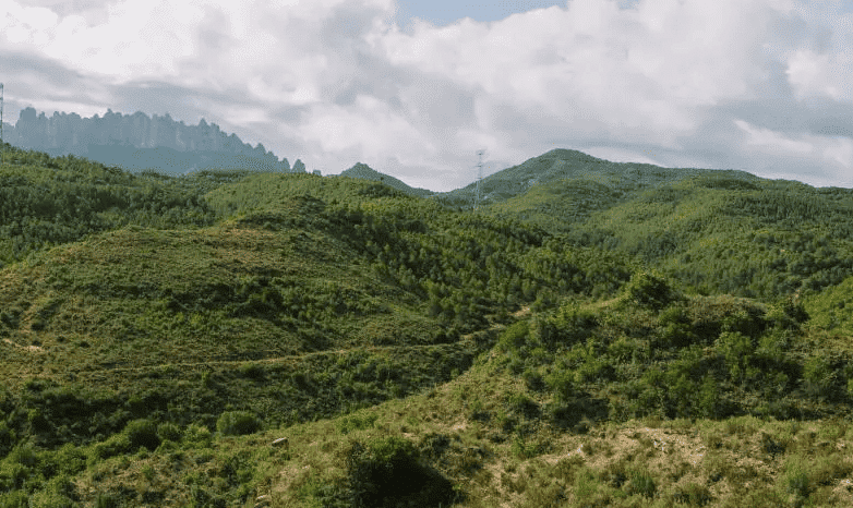 incendio forestal Òdena Cataluña regeneración forestal