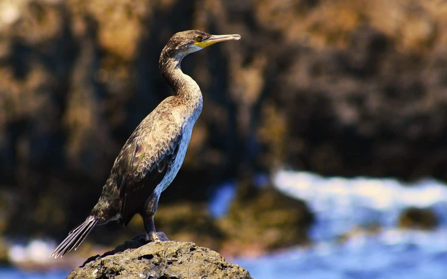 Recrean histórico viaje Charles Darwin