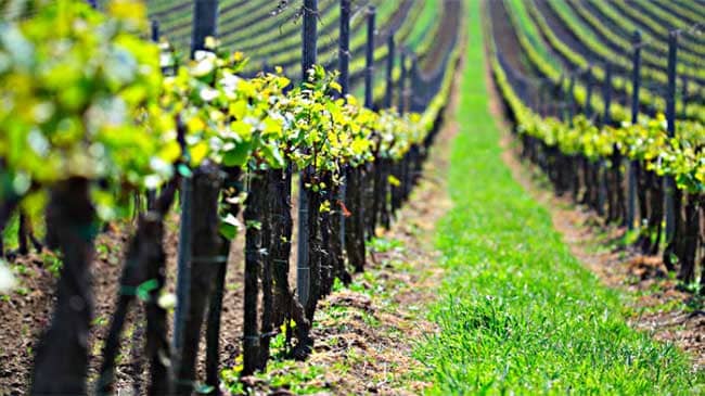 fomentamos economía rural España acabaremos incendios forestales