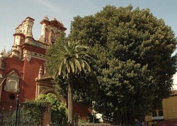 Talan Ficus San Jacinto Triana Sevilla