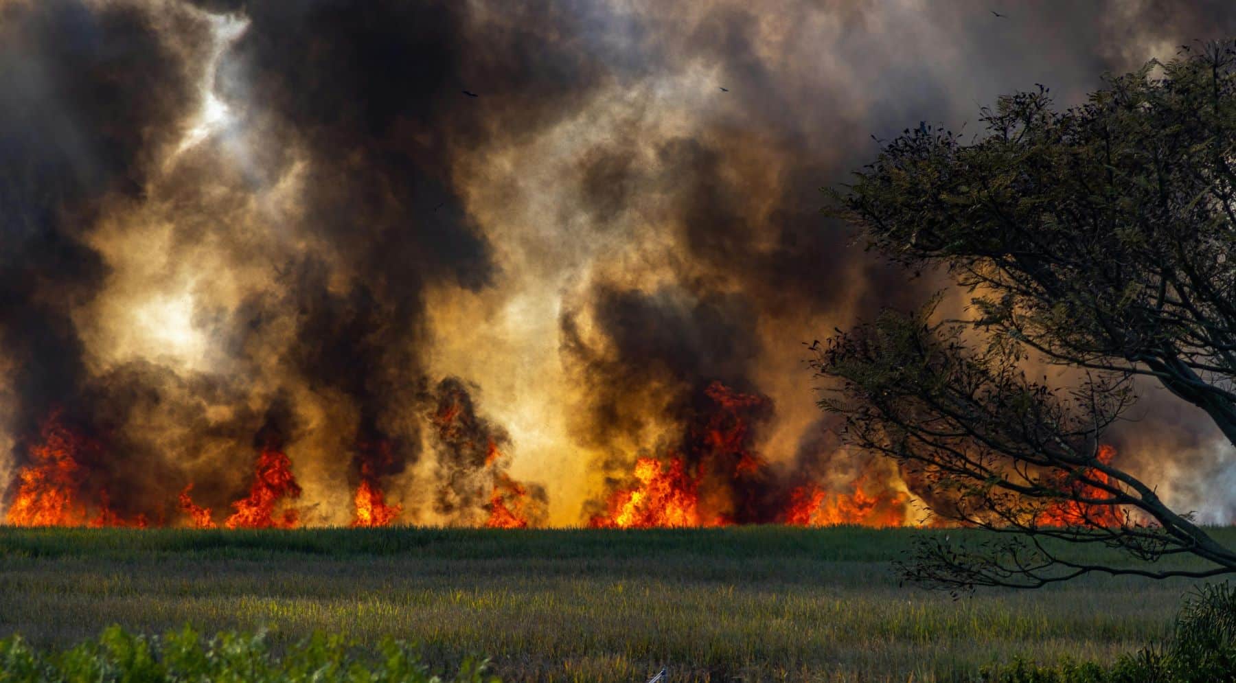 incendio forestal declare nivel