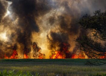 incendio forestal declare nivel