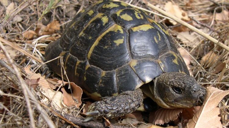 Tortuga mediterránea reptiles terrestres emblemáticos Cataluña
