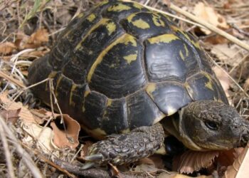 Tortuga mediterránea reptiles terrestres emblemáticos Cataluña