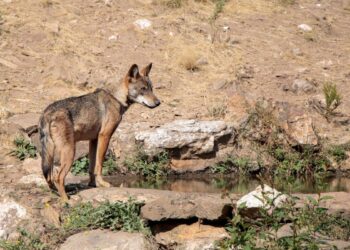 Transición Ecológica CCAA caza gestión lobo ibérico