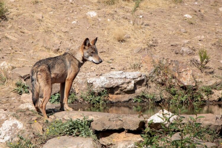 Transición Ecológica CCAA caza gestión lobo ibérico