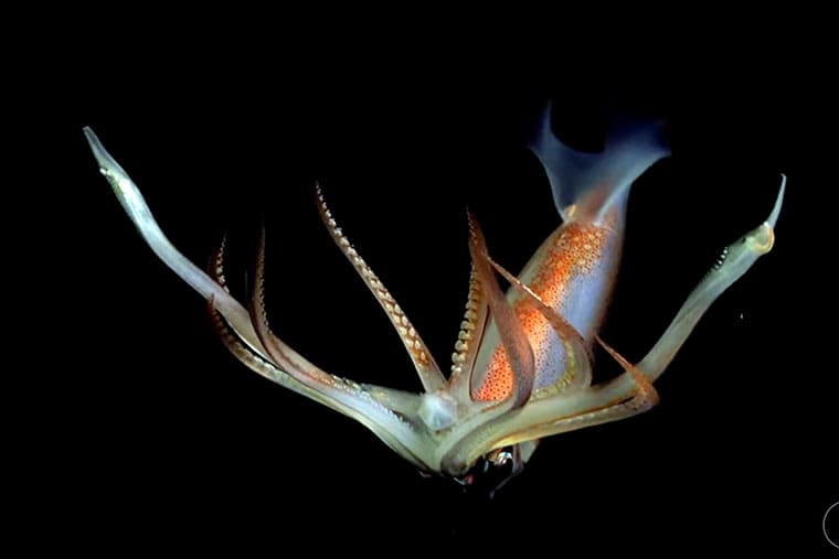 Underwater Oases of Mar Del Plata Canyon Talud Continental IV cañón submarino