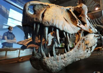 isótopos oxígeno esmalte dental dinosaurio CO2 atmosférico Era Mesozoica