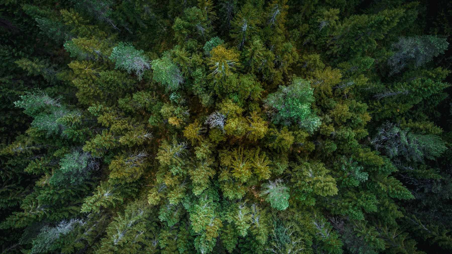 pulmones del planeta