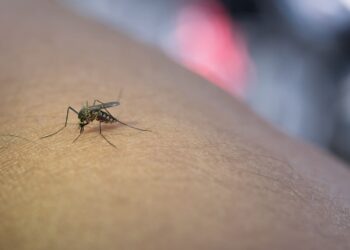 dia-mundial-mosquito