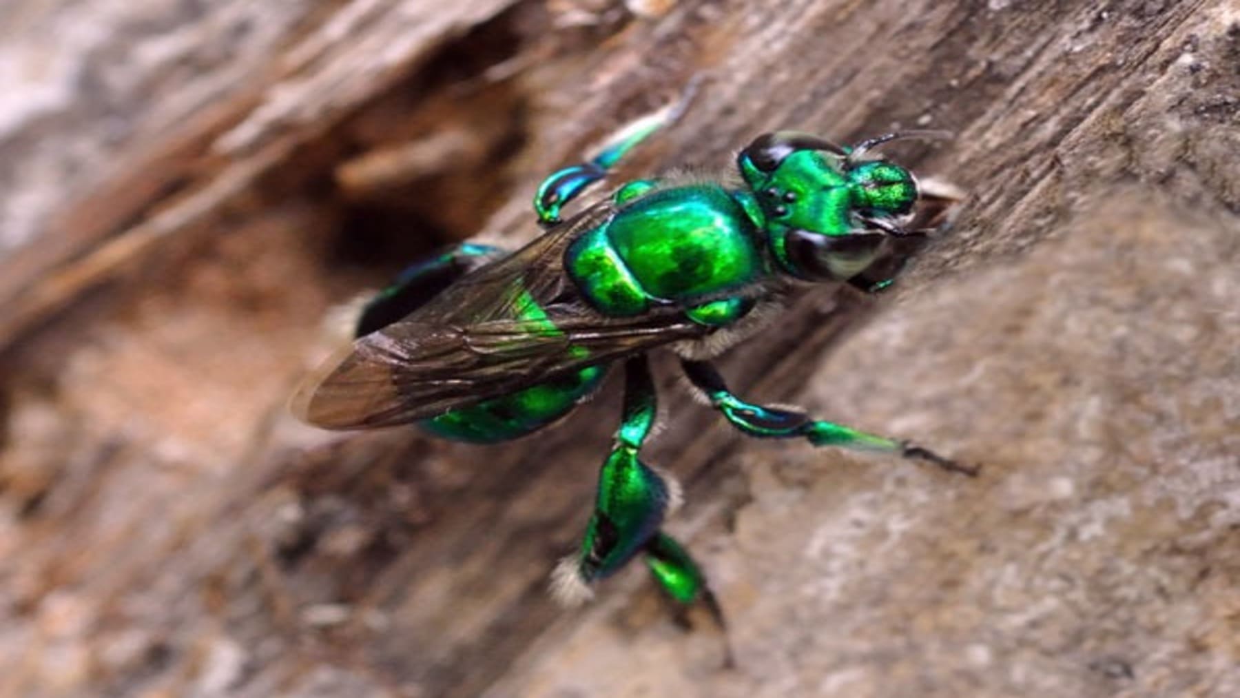 ecuador-brasil-descubren-doce-nuevas-especies-abejas-orquideas