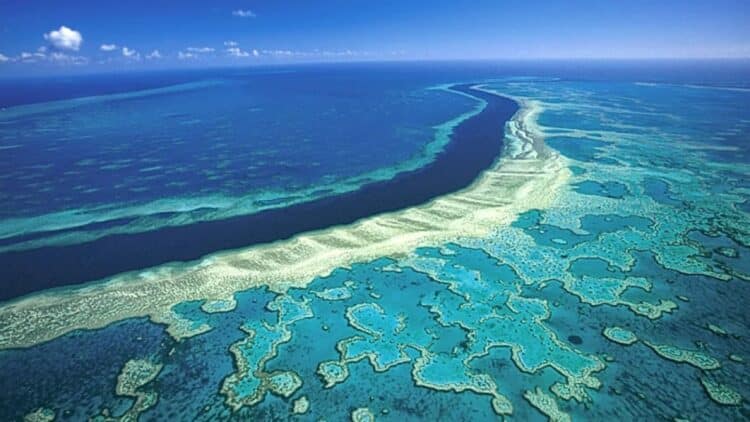 gran-barrera-coral-sufre-mayor-crisis-ambiental-historia