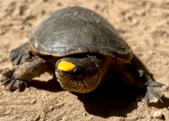 México reproducir ‘tortuga más pequeña del Planeta