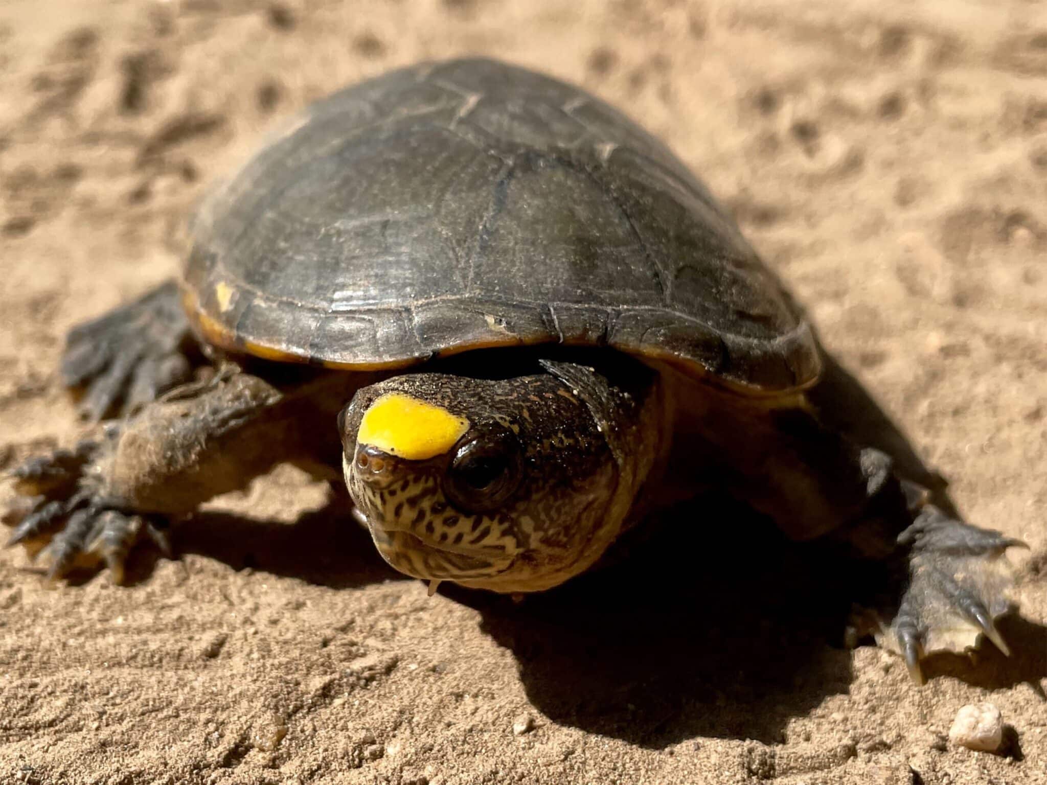 México reproducir ‘tortuga más pequeña del Planeta