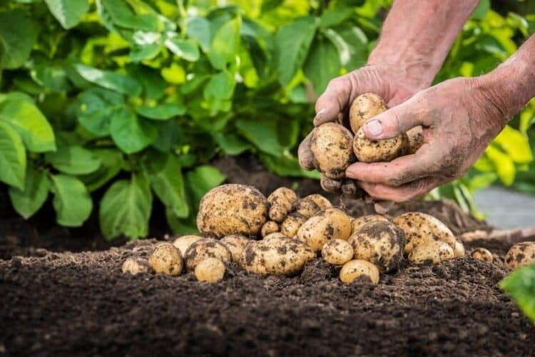 Bioestimular suelo microorganismos reduce uso fertilizantes cultivos patata