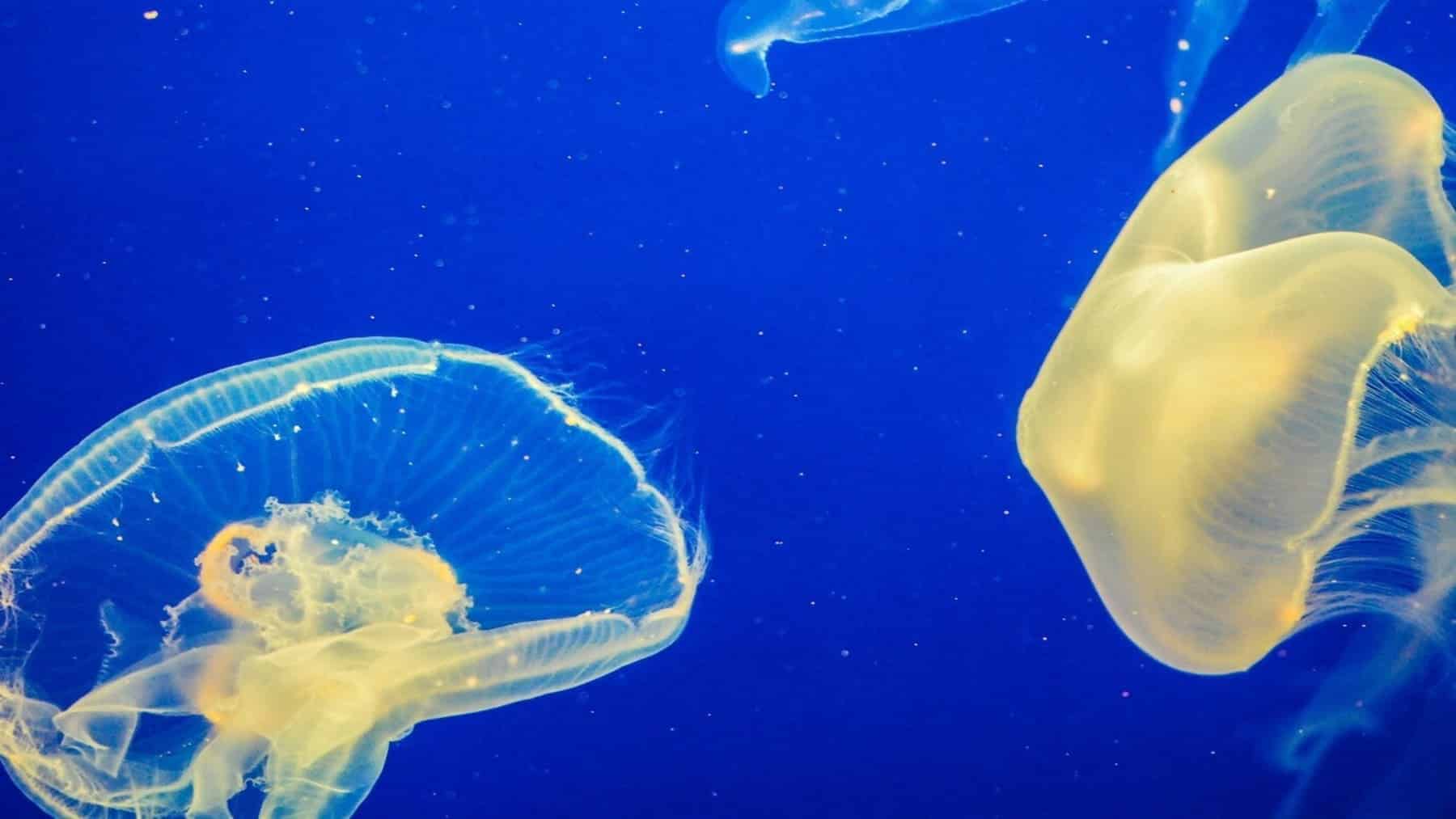 mala-calidad-agua-mares-oceanos-esta-detras-proliferacion-medusas-espana