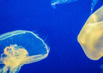 mala-calidad-agua-mares-oceanos-esta-detras-proliferacion-medusas-espana