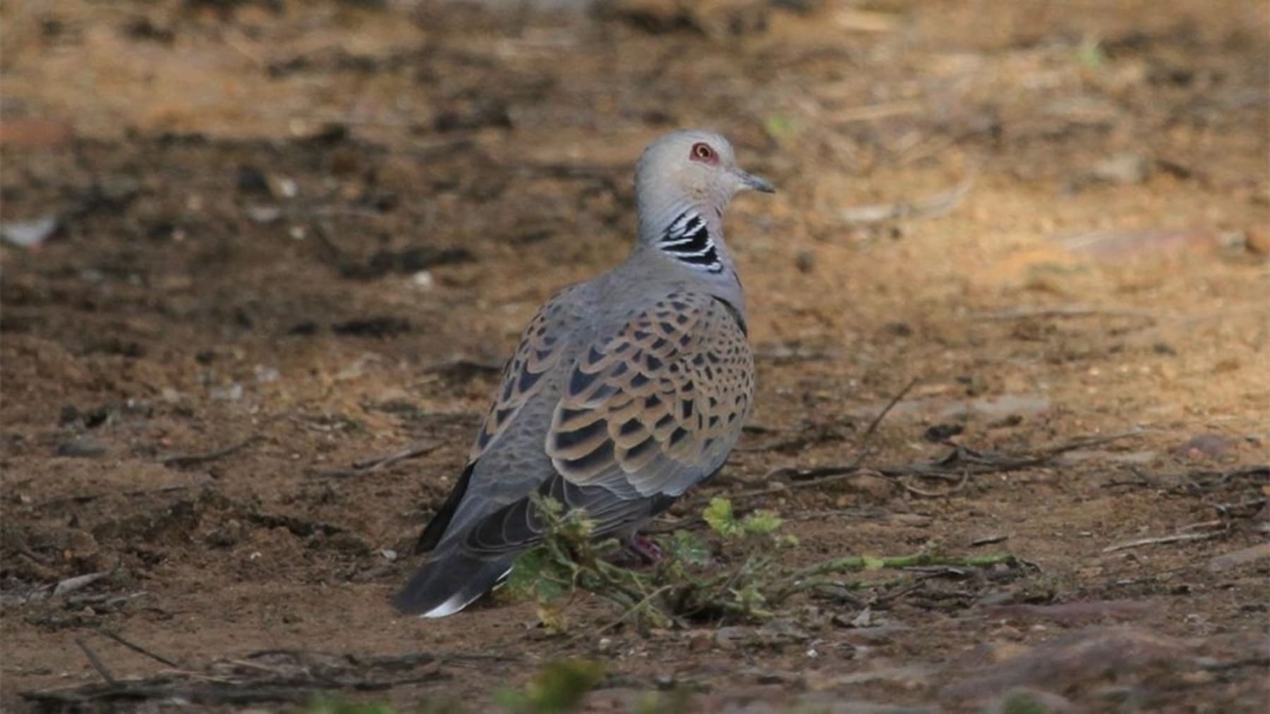 proyecto-agriconciencia-detectan-nidos-tortola-europea-cultivos-limon-cuenca-mar-menor