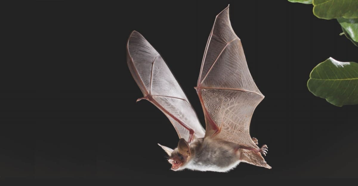 proyecto conservacion quiropteros albacete