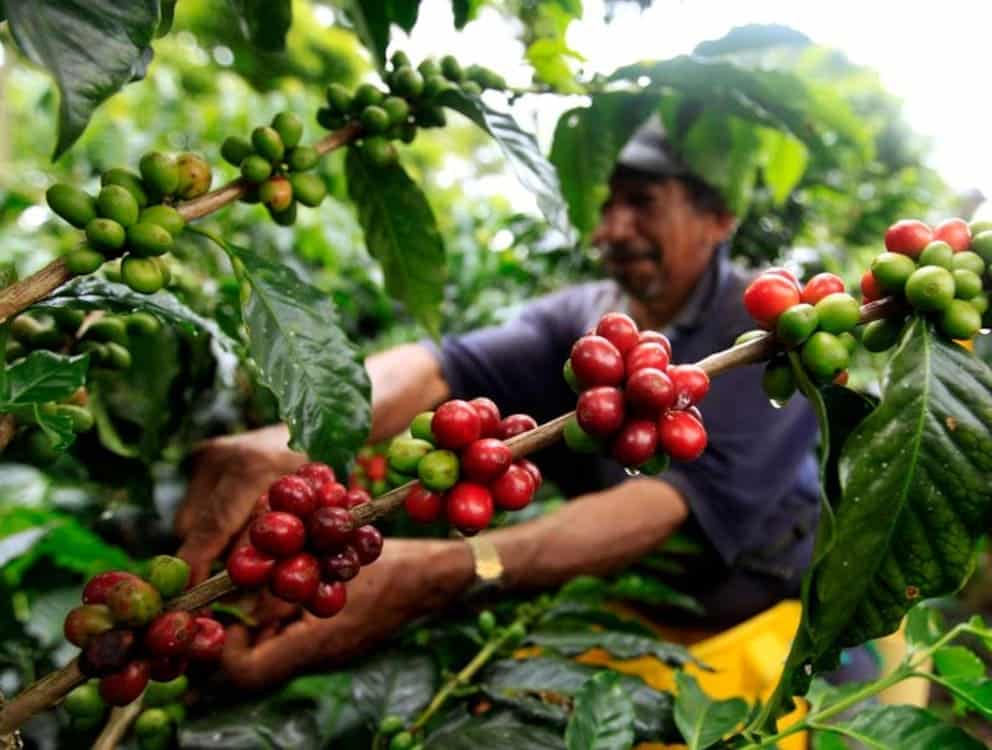 ‘mercados carbono’ no valor real ‘árboles maduros’ cafetales sostenibles