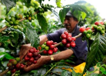 ‘mercados carbono’ no valor real ‘árboles maduros’ cafetales sostenibles